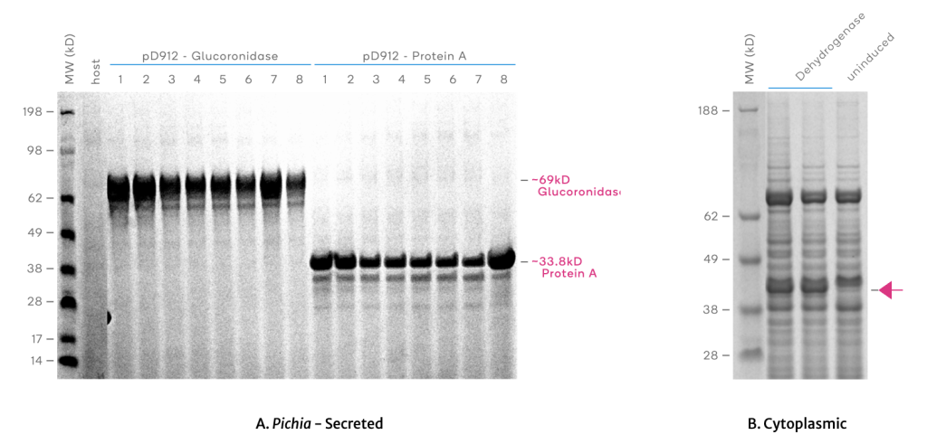 High protein expression with inducible AOX1 promoter in Pichia