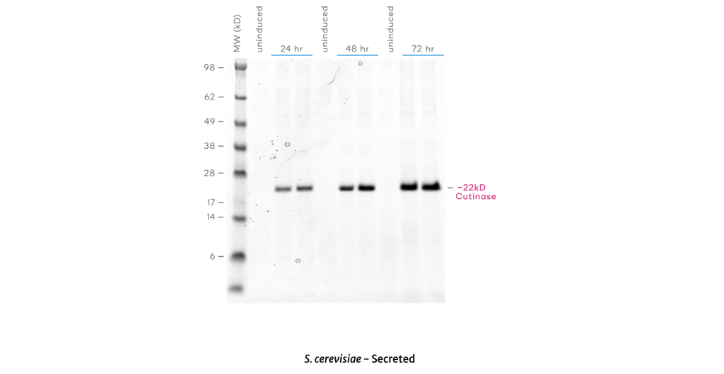 High protein expression with inducible GAL1 promoter in Saccharomyces