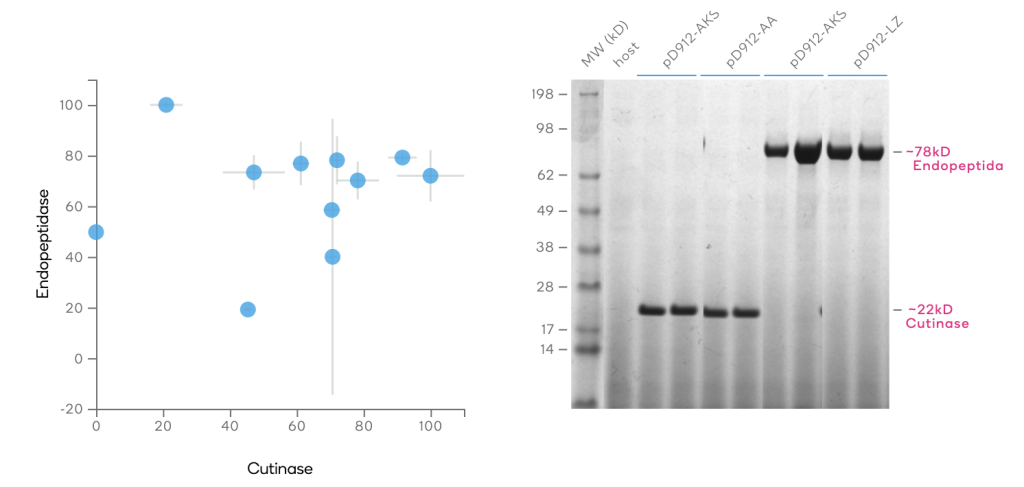 Pichia - Effectiveness of secretion signal is protein dependent